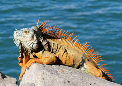 iguana