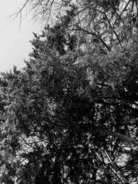 Low angle view of trees against sky