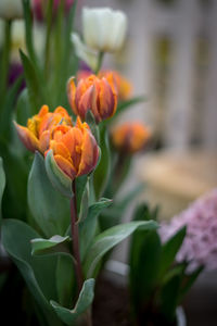 Close-up of orange flowering plant