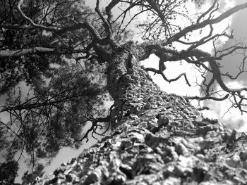 Low angle view of bare tree in forest