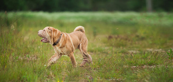 Full length of a dog running on field