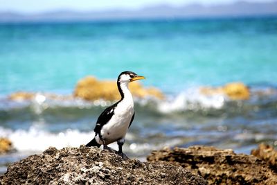 Close-up of cormorant perching on rocky shore at sea