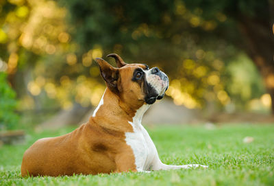 Boxer dog looking away on lawn