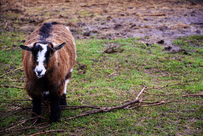 Goat in grass