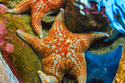 Low section of coral in water