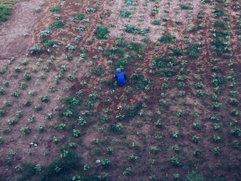 High angle view of field