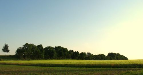 Scenic view of field against clear sky