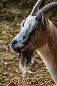 Close-up of a horse on field