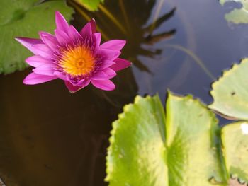 Pink flowers in the lotus pond.