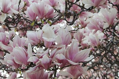 Close-up of pink flowers on branch