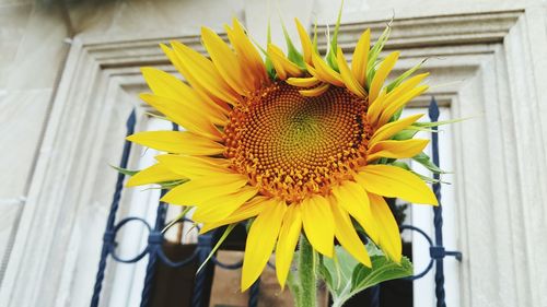 Close-up of sunflower blooming outdoors