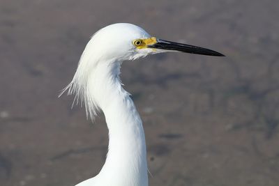 Close-up of a bird