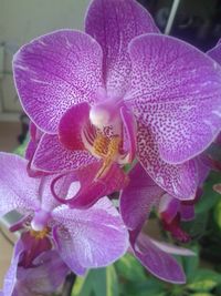 Close-up of purple flowers blooming outdoors