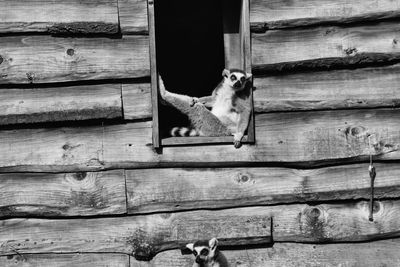 High angle view of cats on wood