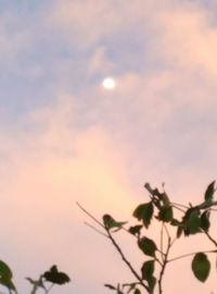 Close-up of flower against sky at sunset