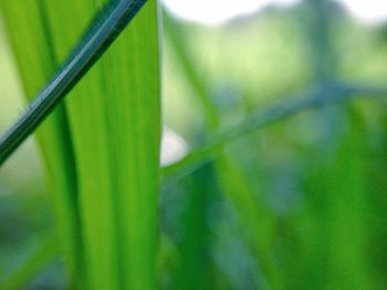 Close-up of green plant