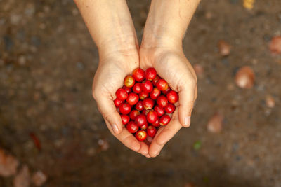 Midsection of person holding red berries