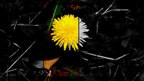 Close-up of dandelion flower