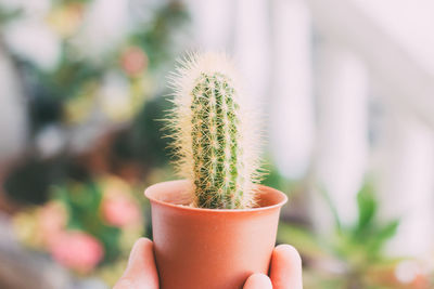 Close-up of hand holding cactus