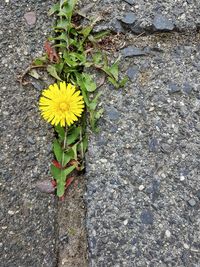 High angle view of yellow flower