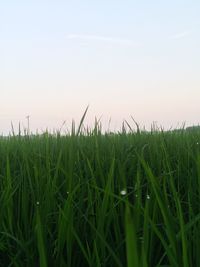 Crop on field