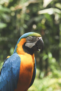 Close-up of gold and blue macaw looking away