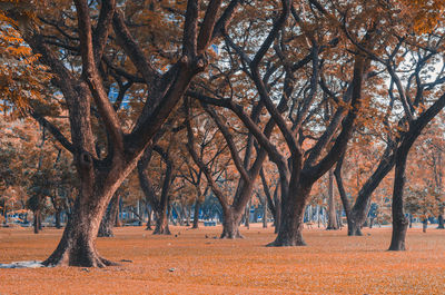 Trees on field during autumn