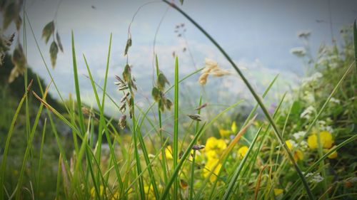 Close-up of yellow flowers growing in field