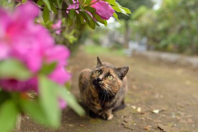 Cat sitting on walkway by flowering plants