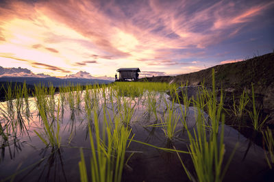 Plants growing by lake against sky during sunset