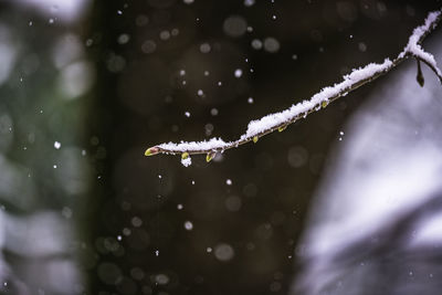 Close-up of a snow covered branch