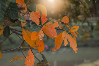 Close-up of orange maple leaves on tree