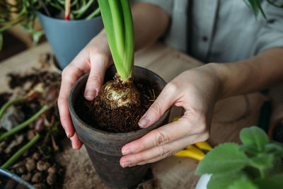 Young woman is transplanting houseplant. spring fertilizer for home flowers