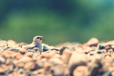 Close-up of bird on rock