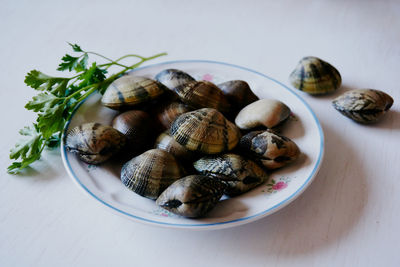 High angle view of shells in plate