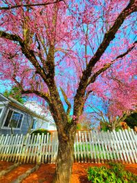 View of cherry blossom tree in front of building