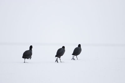 Low angle view of birds perching on beach against clear sky