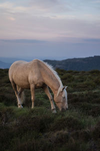 Horse grazing on field against sky during sunset