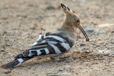 Upupa epops the hoopoe