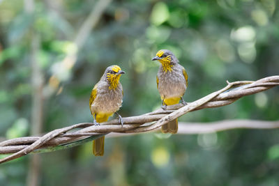 Close-up of bird perching on branch