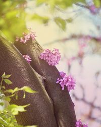 Close-up of pink cherry blossoms in spring