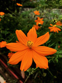 flowering plant