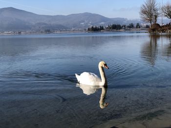 Swan floating on lake