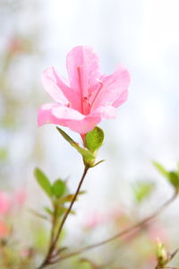 Close-up of pink flower blooming outdoors