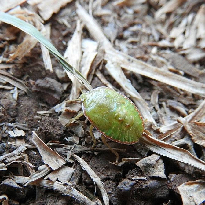 nature, leaf, close-up, no people, healthy eating, outdoors, fragility, freshness, day