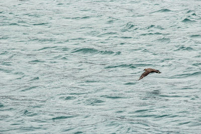 High angle view of seagull flying over sea