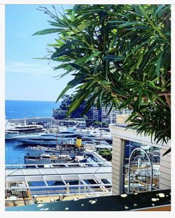 Palm trees by swimming pool against sky