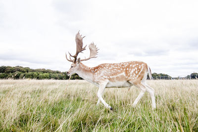 View of deer on field against sky