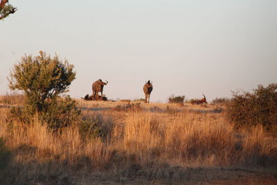 View of horses on field against clear sky