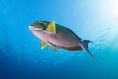 Close-up of fish swimming in sea